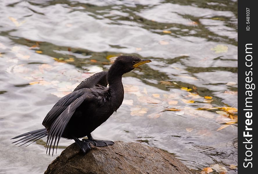 Young Little Black Shag - Phalacrocorax culcirostris - small elegant shag, common New Zealand Bird