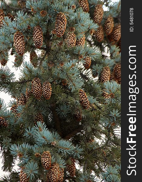 Cones on a blue spruce. Cones on a blue spruce