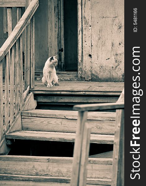 Cat sitting on an old porch. Cat sitting on an old porch