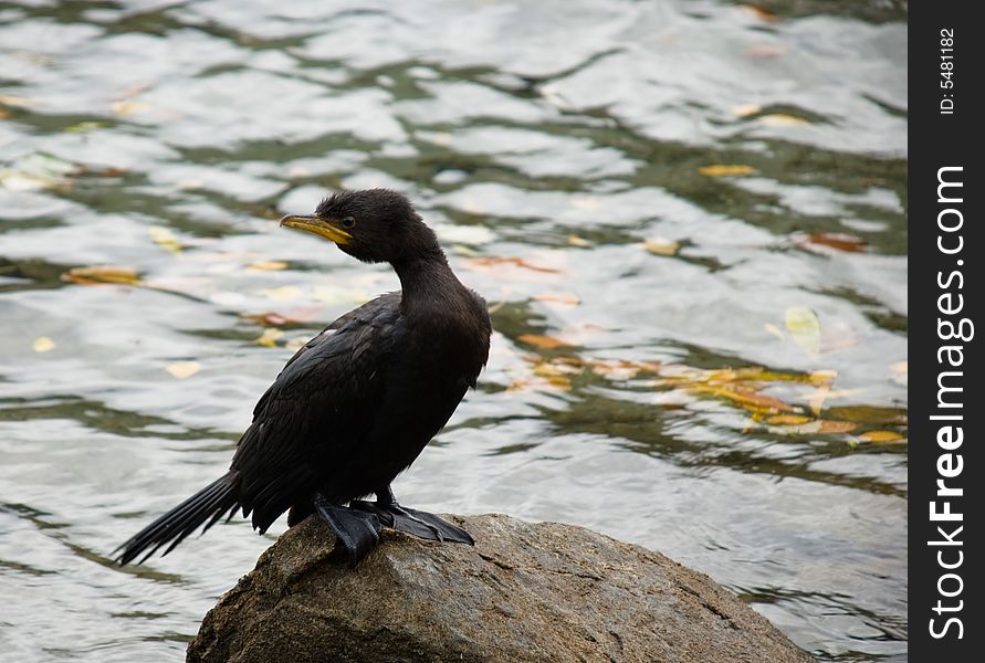 Young Little Black Shag - Phalacrocorax culcirostris - small elegant shag, common New Zealand Bird