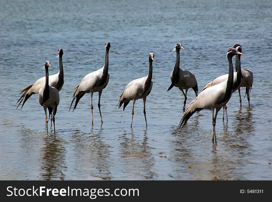 Migratory birds at a lake side. Migratory birds at a lake side.