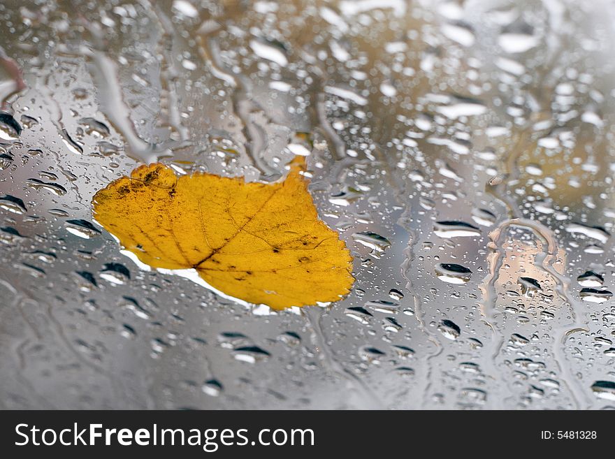 Birch leaf stuck on a car's wet windshild. Birch leaf stuck on a car's wet windshild