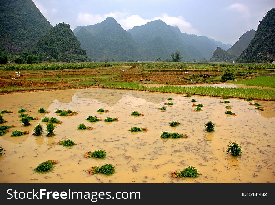 Growing Rice On The Valley