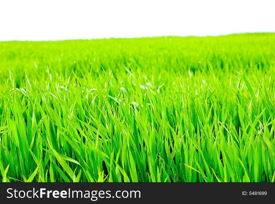 Grass Isolated