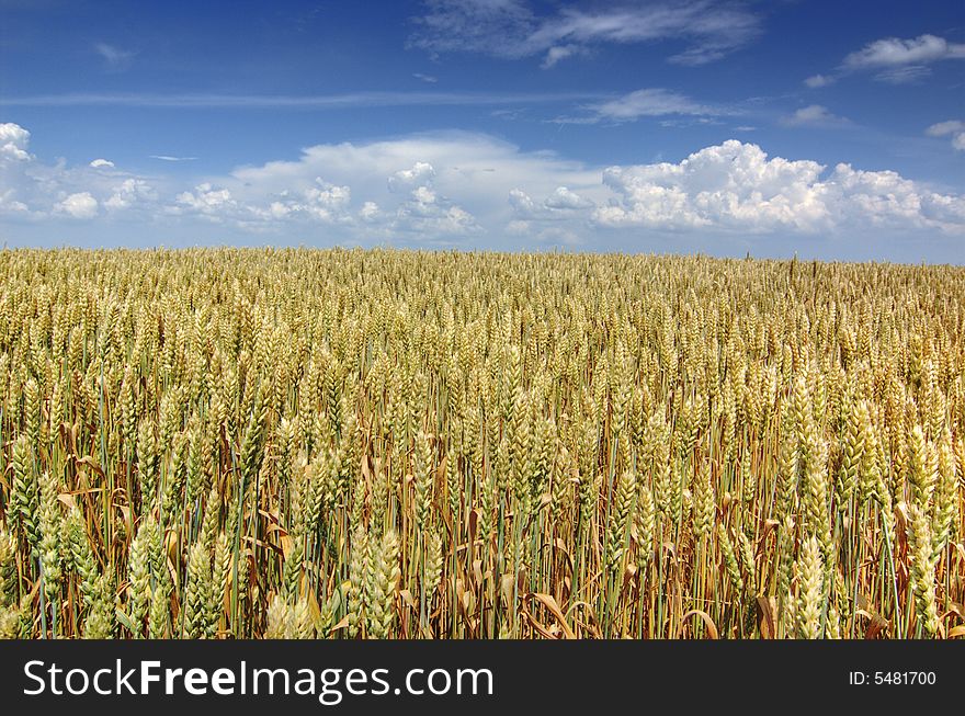 Golden field with blue sky