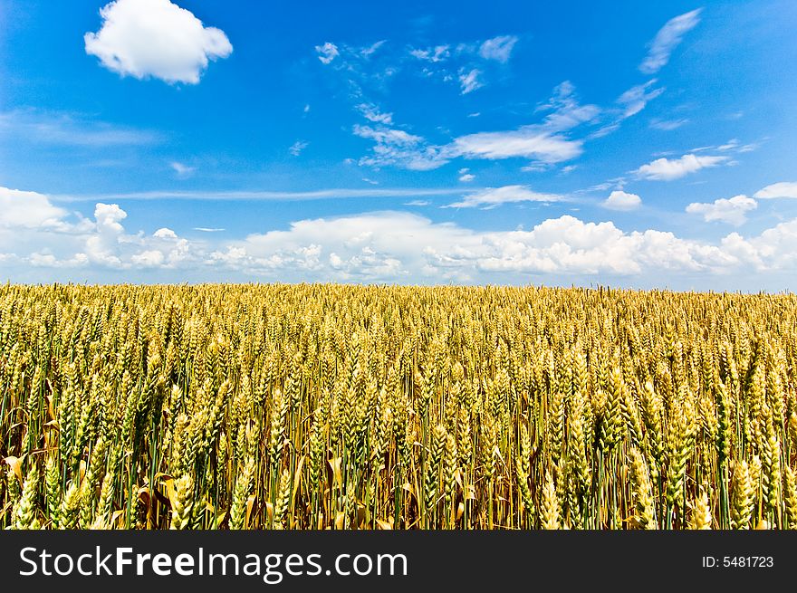 Golden field with blue sky