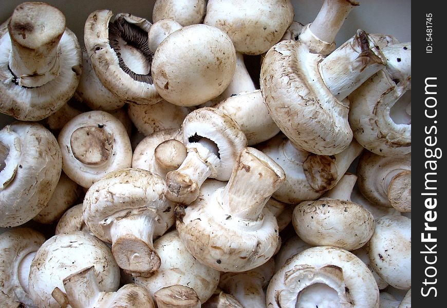 Some Mushrooms: Agarics