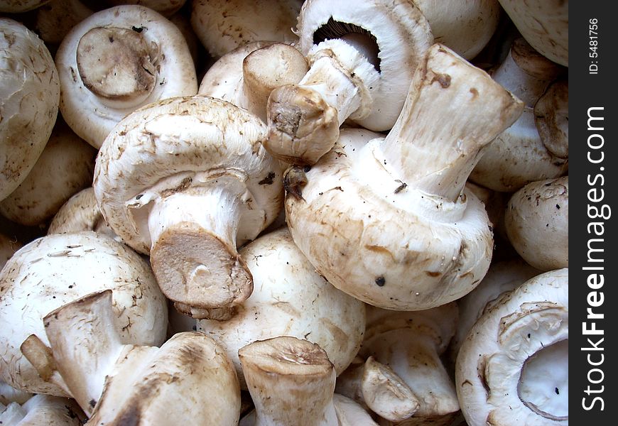 A photograph of some mushrooms: agarics