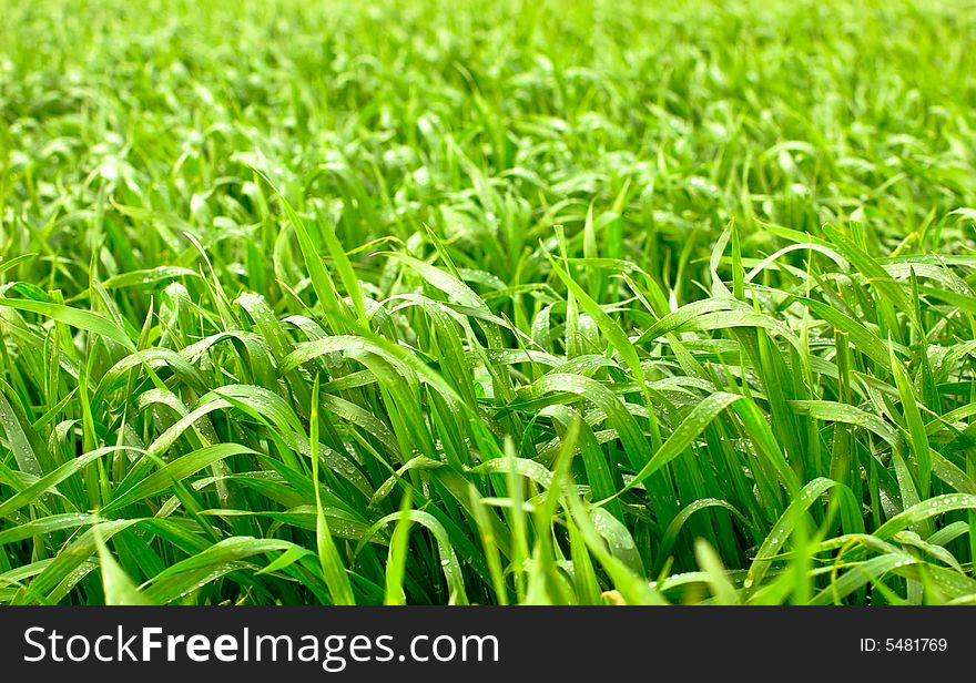 Grass With Water Drops