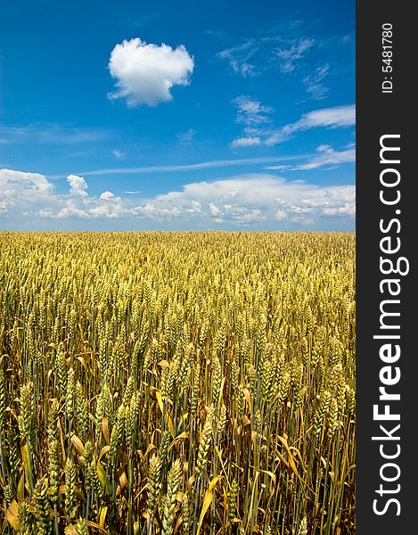 Golden field with blue sky