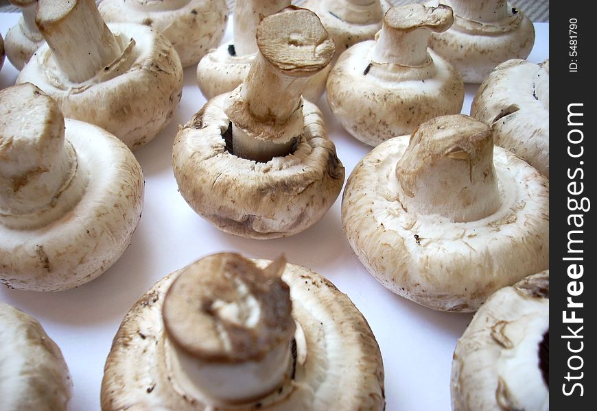 A photograph of some mushrooms: agarics