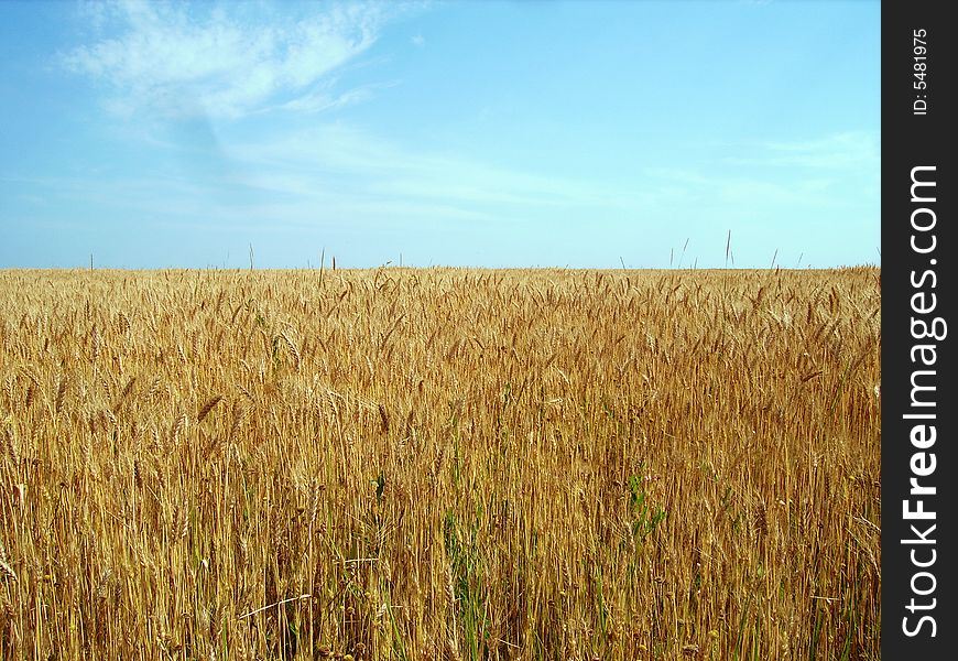 An image with a crop field with beautiful sky. An image with a crop field with beautiful sky