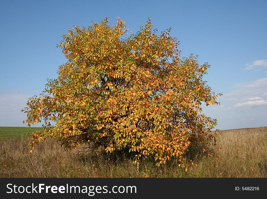 Single tree on the meadow