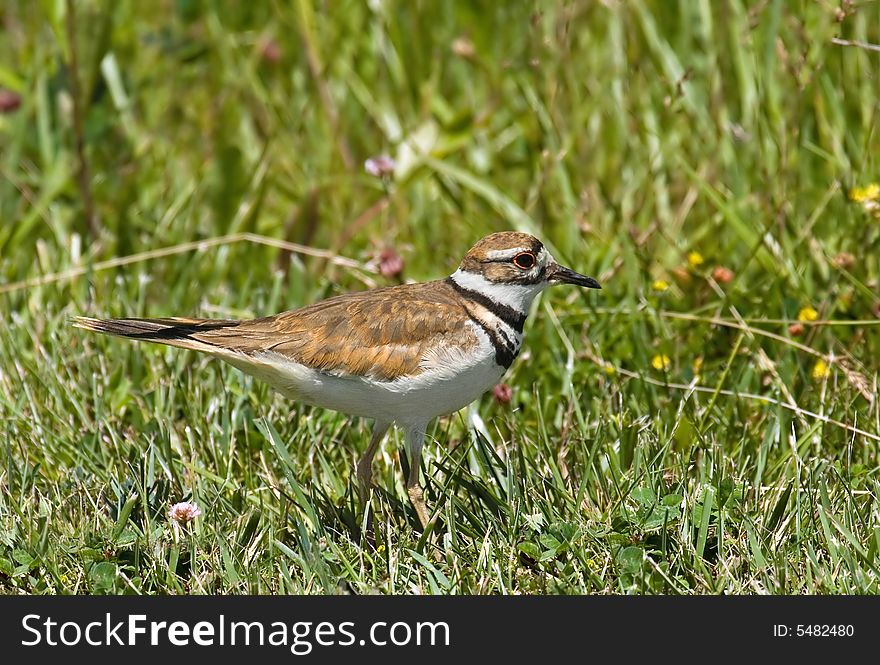 Killdeer standing in the grass