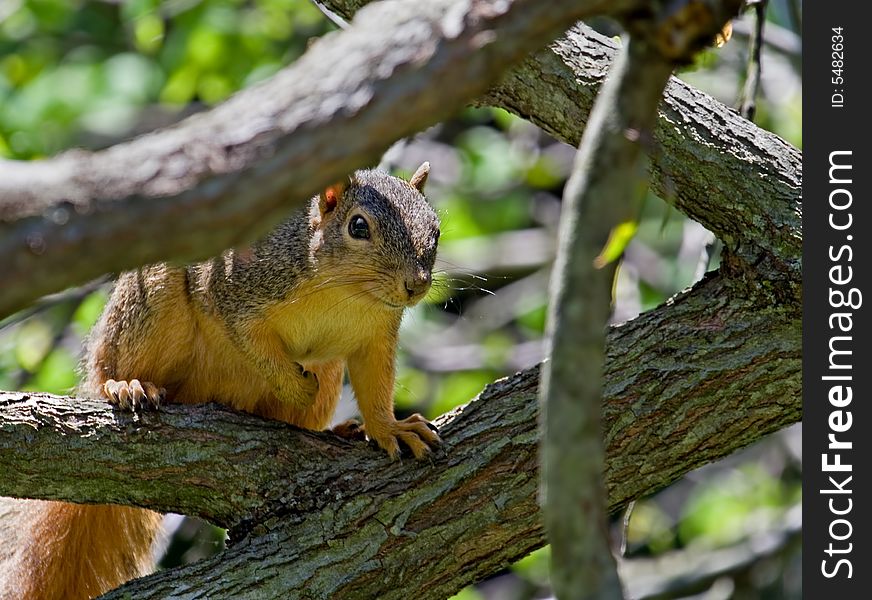Fox squirrel in a tree