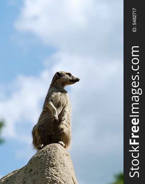 Meercat sat on a rock checking out the surroundings. Meercat sat on a rock checking out the surroundings