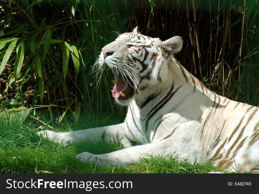 Bored white tiger showing his teeth.
Slight green blur around paws caused by the wire fence I was shooting through