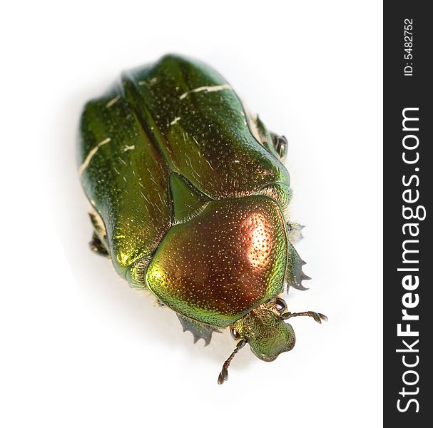 Watchful bronze beetle (Cetoniinae) on white background. Watchful bronze beetle (Cetoniinae) on white background