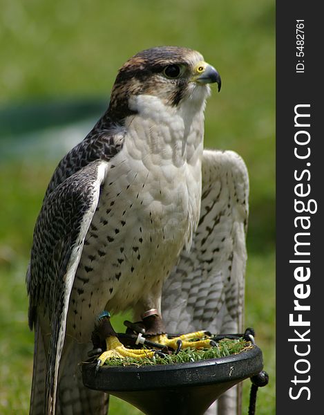 Perched Falcon