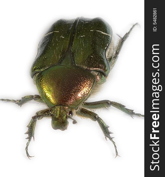 Bronze beetle (Cetoniinae)