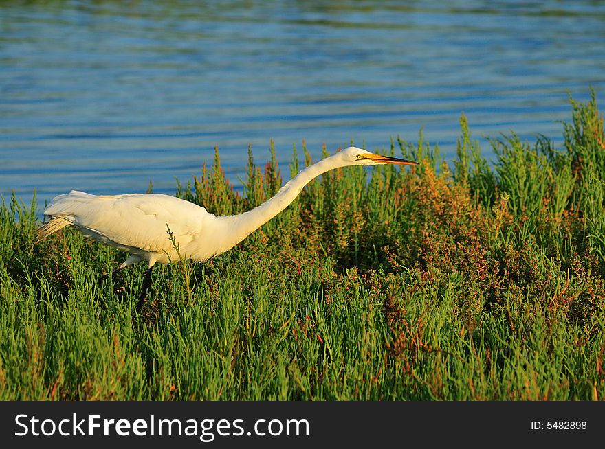 Egret in the wetlands of Southern California. Egret in the wetlands of Southern California