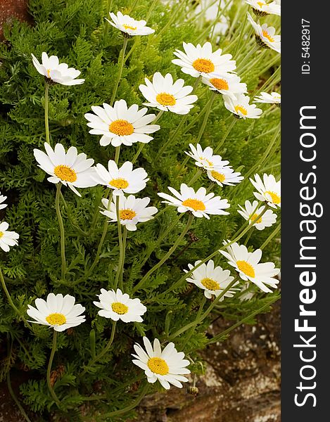 Beautiful daisies growing out of a rockface. Beautiful daisies growing out of a rockface.