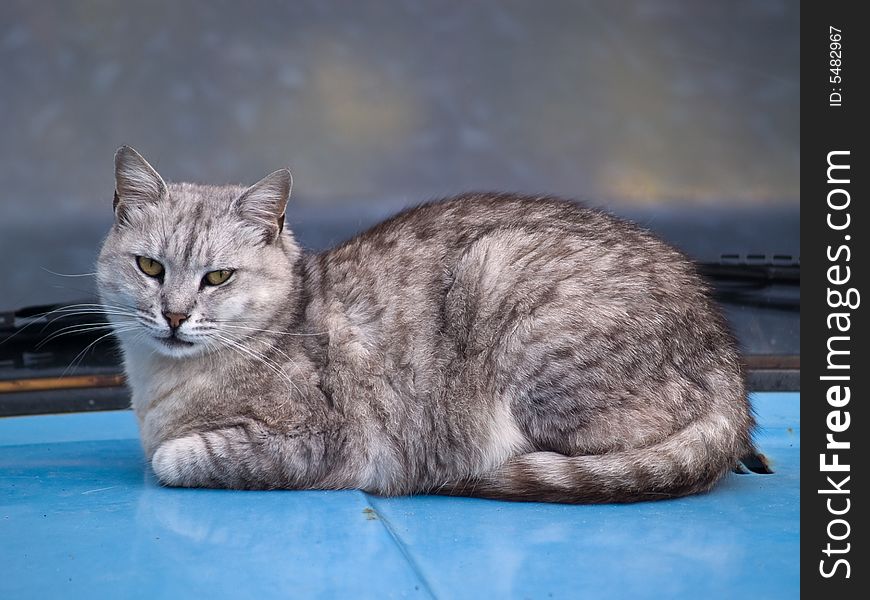 Pretty gray cat resting on car hood. Pretty gray cat resting on car hood