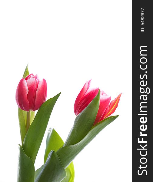 Red Tulips isolated (Tulipa Attila)