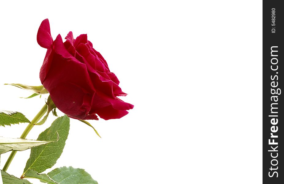 A blood red rose isolated on a white background, some copyspace to the right. A blood red rose isolated on a white background, some copyspace to the right.