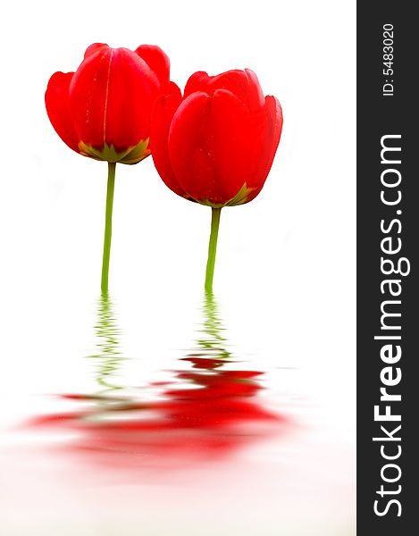 Two tulips with added water reflection effect.