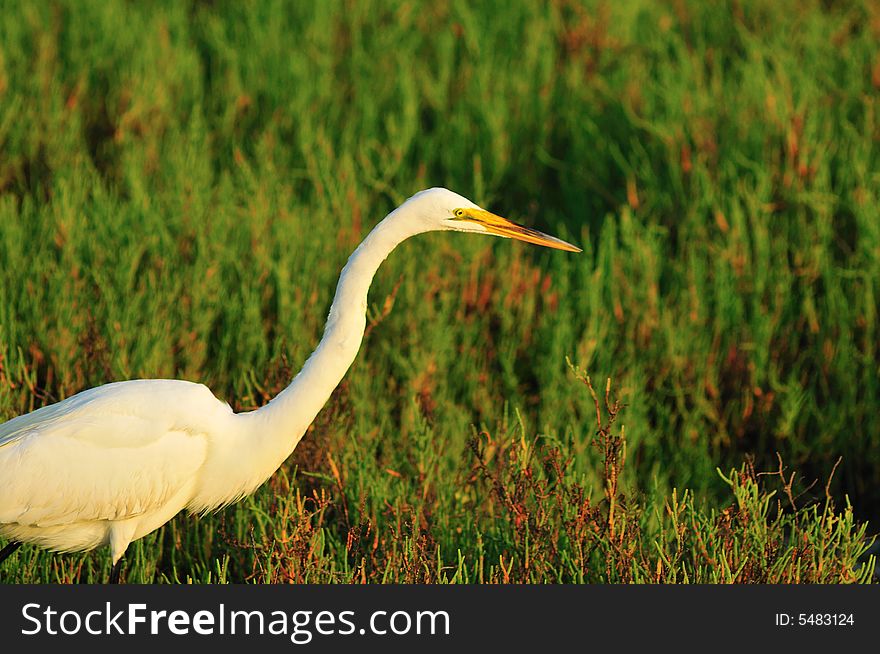 Egret in the wetlands of Southern California. Egret in the wetlands of Southern California