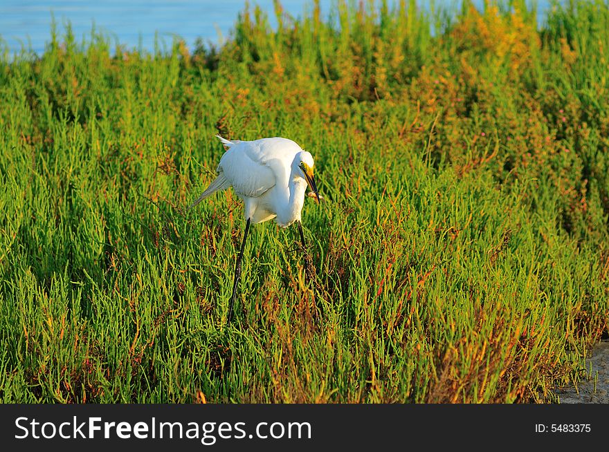 Egret in the wetlands of Southern California. Egret in the wetlands of Southern California