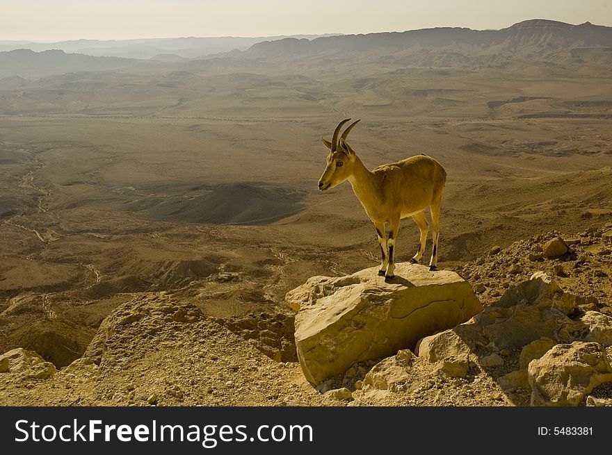 Gold roe on the gold desert background