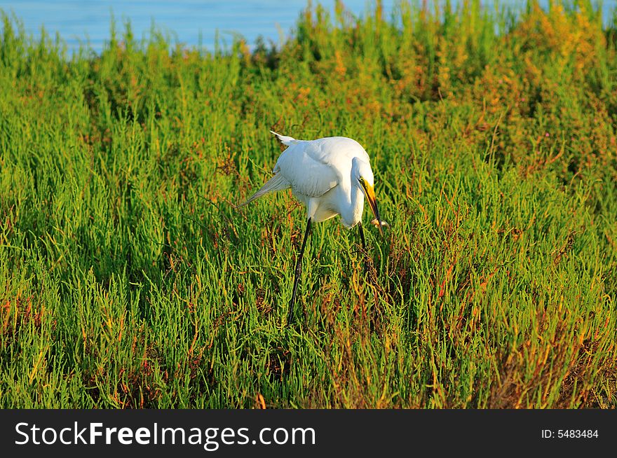 Egret in the wetlands of Southern California. Egret in the wetlands of Southern California