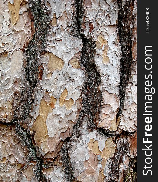 Pine bark