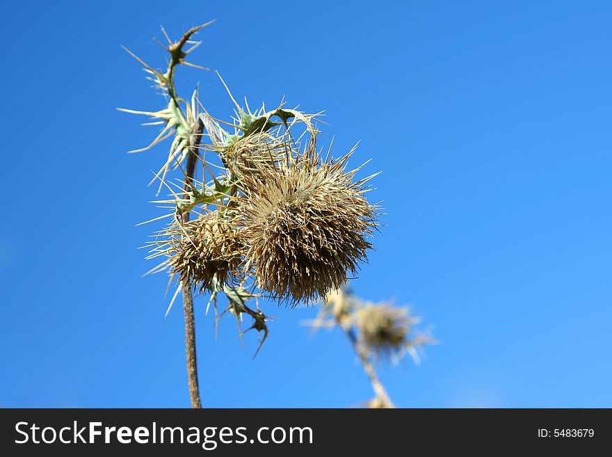 Dry prickly weed on background of sky