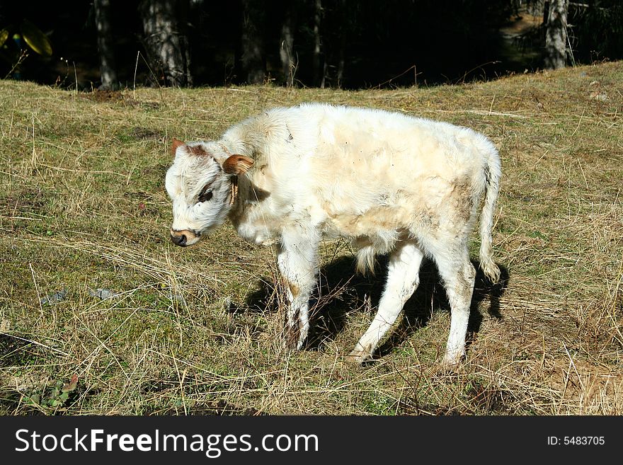 Dirty baby cow in summer