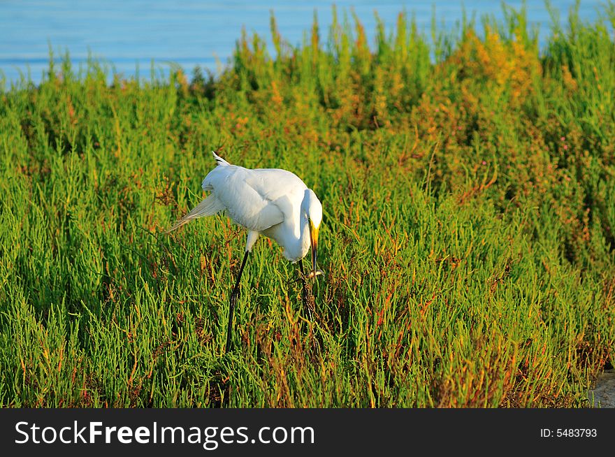 Egret in the wetlands of Southern California. Egret in the wetlands of Southern California