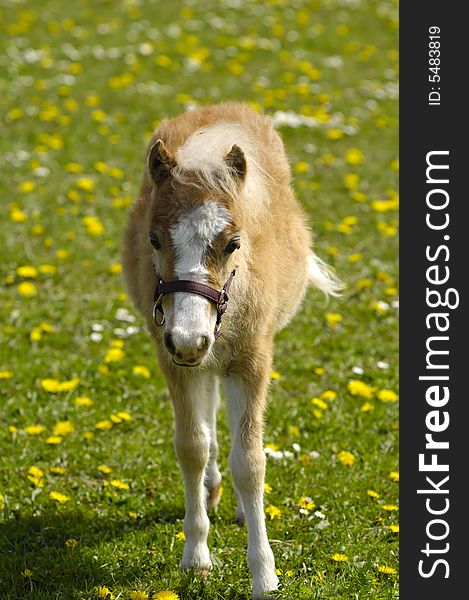 A sweet foal is standing alone on a flower meadow.