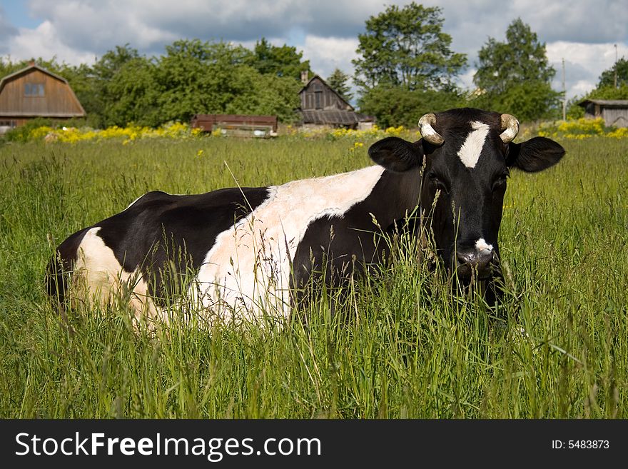 Spotty cow on a grass in the countryside