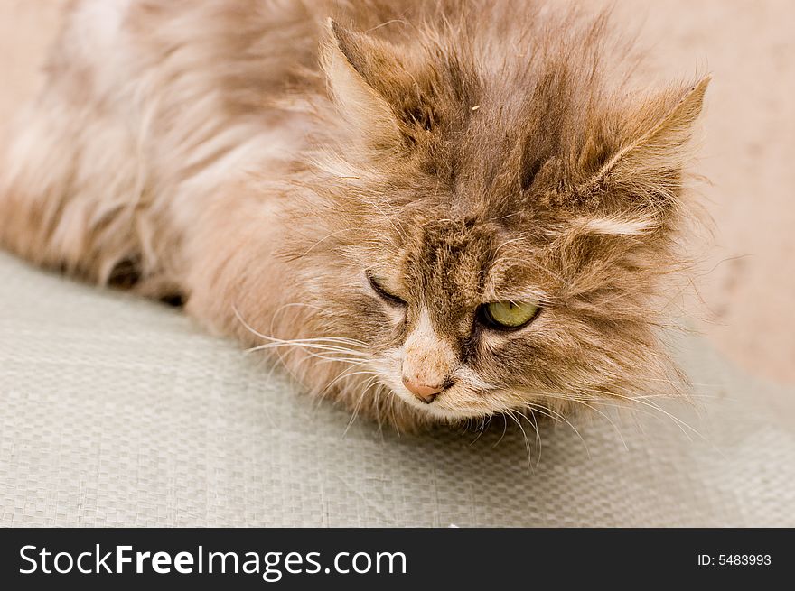 A Cat In A Farm Of Beijing