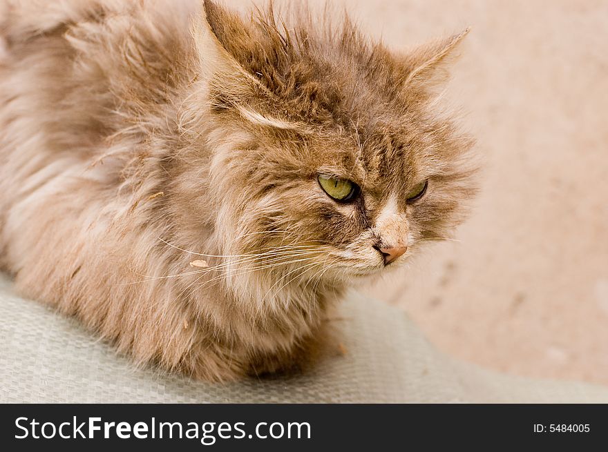 A cute cat in a farm of beijing. A cute cat in a farm of beijing