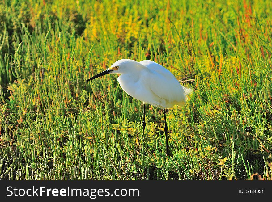 Egret in the wetlands of Southern California. Egret in the wetlands of Southern California