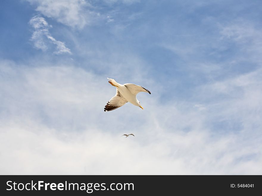 Seagull flight - concept of teamwork, cooperation, competition.