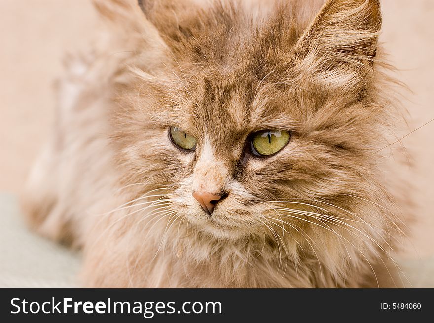 A cute cat in a farm of beijing. A cute cat in a farm of beijing