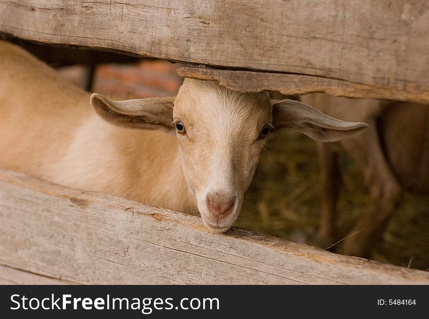 Milch goat in a farm of chinese village