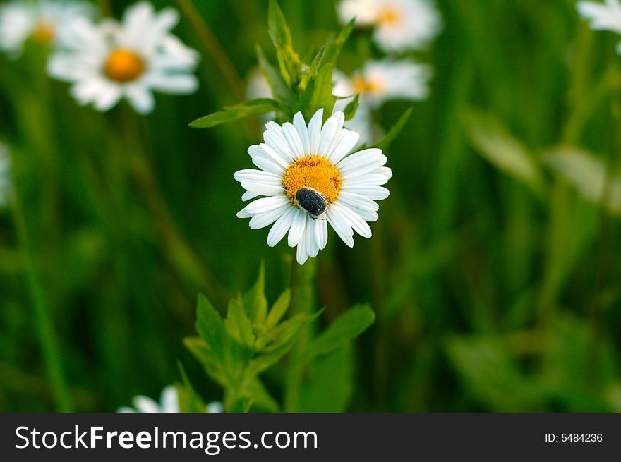 The camomile in green grass
