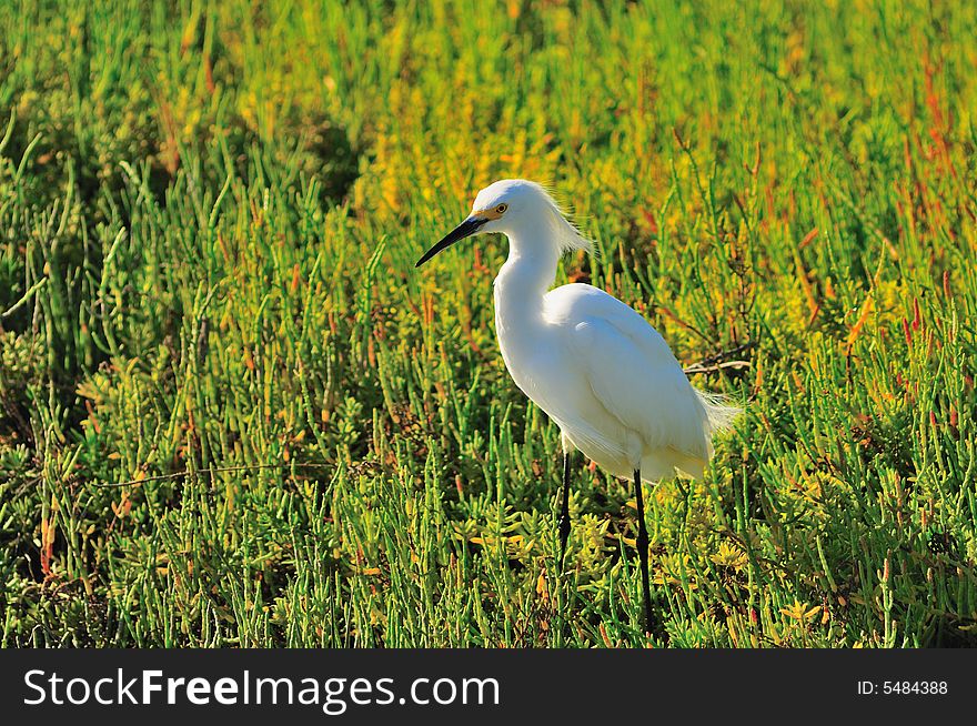 Egret In The Marsh