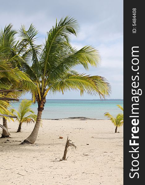 A view of tropical beach with coconut palm trees. A view of tropical beach with coconut palm trees