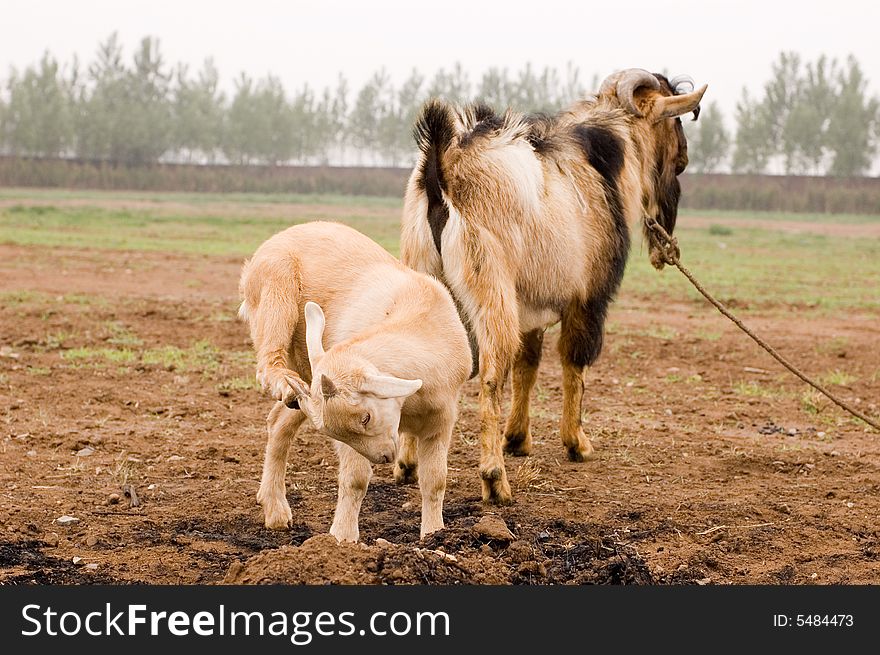 Milch goat in a farm of chinese vallage